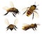 Bee realistic. Wildlife insect honeybee fly danger wasp pollen bugs eco natural product vector collection