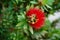 Bee and  Red Bottlebrush Callistemon Citrinus tree and flower in winter