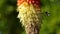 Bee on a Red Hot Poker Kniphofia in full bloom in the garden