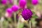 Bee on Red onion flowers