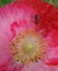 Bee in red Opium flowers on green leaves