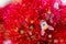 Bee on red Pohutukawa flower, macro close up with shallow depth