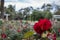 Bee on a Red rose at El Rosedal Rose Park at Bosques de Palermo Palermo Woods - Buenos Aires, Argentina