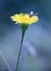 Bee resting on beauty dandelion at night