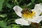 Bee on a rosehips flower in the garden