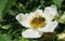 Bee on a rosehips flower in the garden