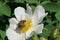 Bee on a rosehips flower in the garden