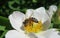 Bee on a rosehips flower in the garden