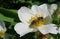 Bee on a rosehips flower in the garden