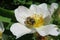 Bee on a rosehips flower in the garden