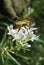 Bee on Rosemary flower