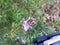 Bee on Rosemary Flower