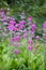 Bee’s Candelabra primrose Primula beesiana, mauve flowering plants