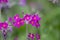 Bee’s Candelabra primrose Primula beesiana, mauve flowers in close-up