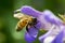 Bee on a sage flower