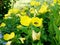 Bee, sat on a flower Narrowleaf evening-primrose `Oenothera fruticosa` in the garden