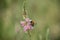 bee on savage flowers in a meadow