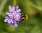 Bee on Scabious Flower