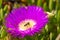 Bee searches nectar in the blooming flower