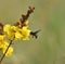 Bee searching nectar