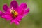 The bee is searching for nectar on the flowers in the garden, with the pollen of yellow flowers stuck in the bee