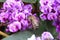 Bee Season with Purple Native Vine