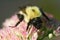 Bee on a Sedum Autumn Joy flower. Closeup. Macro.