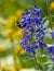 Bee Seeking Nectar in Purple Wildflowers at Yankee Boy Basin, Mount Sneffels Wilderness, Ouray, Colorado