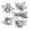 bee set sketch hand drawn vector