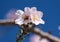 A bee sits on an almond tree flower (lat.- Prunus dulcis