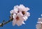 A bee sits on an almond tree flower (lat.- Prunus dulcis