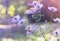 A bee sits on Aster novi-belgii in garden in autumn