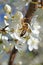 A bee sits on a branch of flowering sweet cherry with white delicate petals