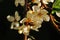 A bee sits on a branch of flowering sweet cherry with white delicate petals