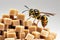 A bee sits on brown sugar cubes
