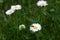 A bee sits on a camomile in the garden on a green grass background