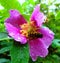 bee sits on a dogrose flower