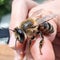 A bee sits on the finger of a person\\\'s hand, the bee wants to sting the hand
