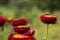 A bee sits on a flowering bush of Xerochrysum bracteatum collecting nectar. Gardening background. Beautiful bright flowers in