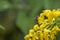 Bee sits on goldenrod flowers