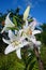 The bee sits on the great white stamen of a Lily in Vyritsa Sunn