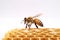 A bee sits on a honeycomb - a jar of honey white background