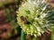 A bee sits on an onion flower
