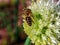 A bee sits on an onion flower