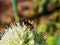 A bee sits on an onion flower