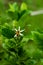 A bee sits on a seedless lemon blossom collecting honey