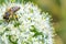 A bee sits on a white beautiful flower. Bee pollinates onion flower