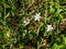 A bee sits on white Birdseed flowers lat. Ornithogalum.