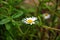 Bee sits on a white daisy flower in a field