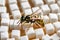 A bee sits on white sugar cubes